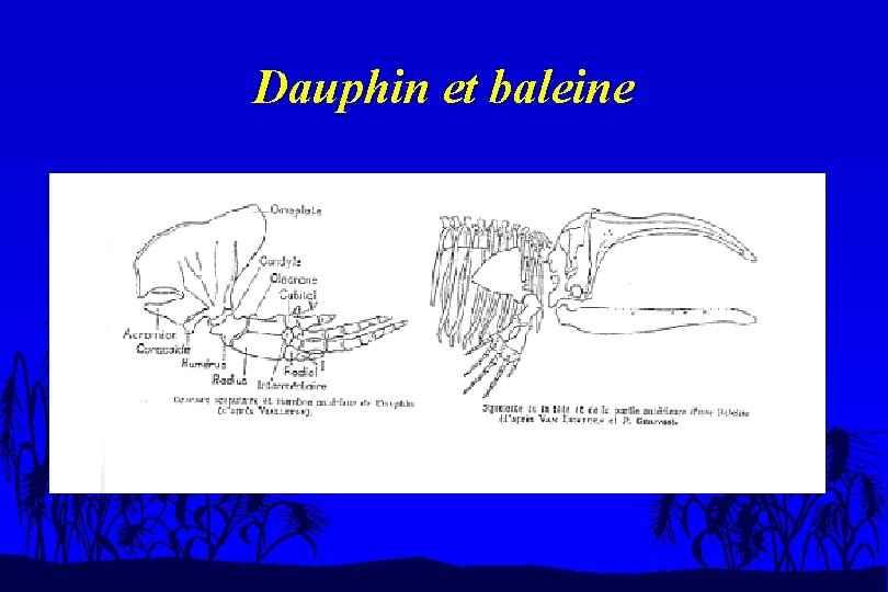 Dauphin et baleine 