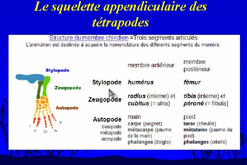 Le squelette appendiculaire des tétrapodes 
