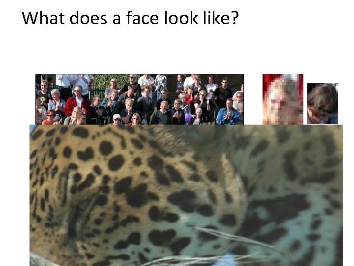 What does a face look like? 