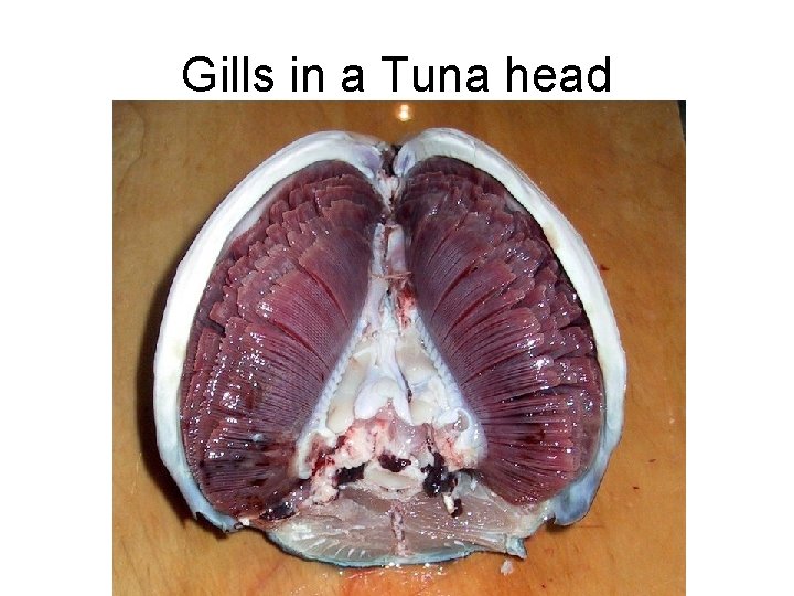 Gills in a Tuna head 