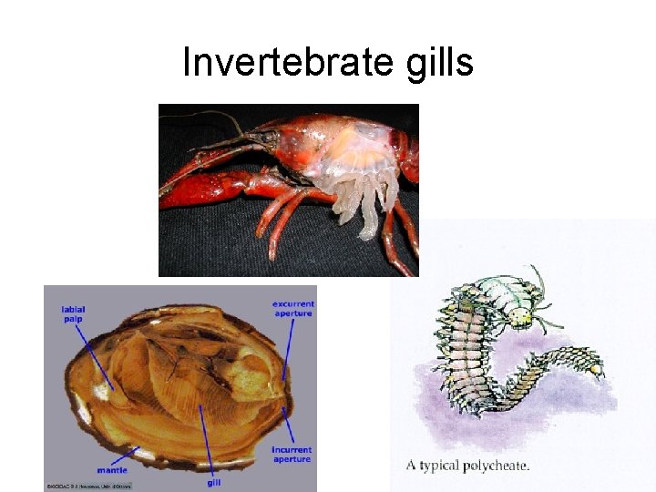 Invertebrate gills 