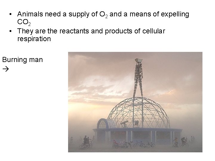  • Animals need a supply of O 2 and a means of expelling