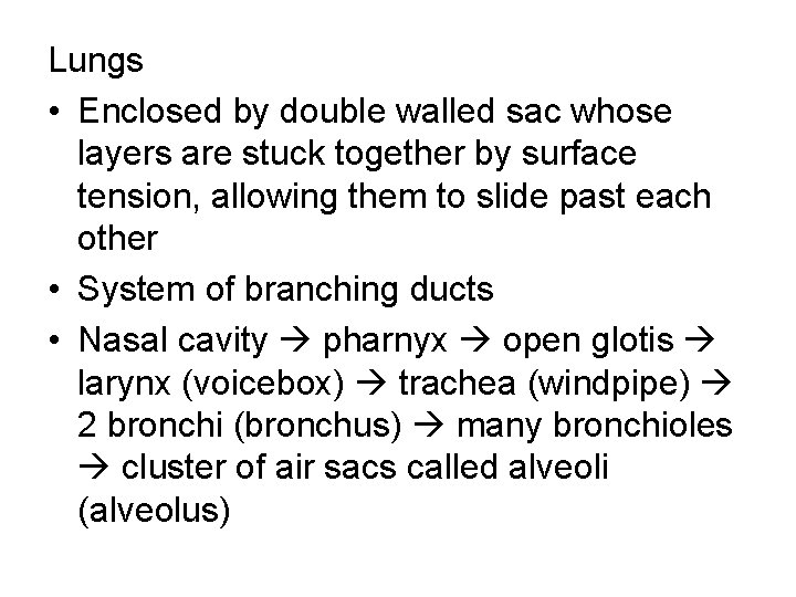 Lungs • Enclosed by double walled sac whose layers are stuck together by surface