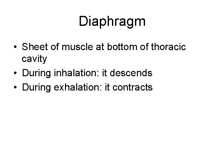 Diaphragm • Sheet of muscle at bottom of thoracic cavity • During inhalation: it