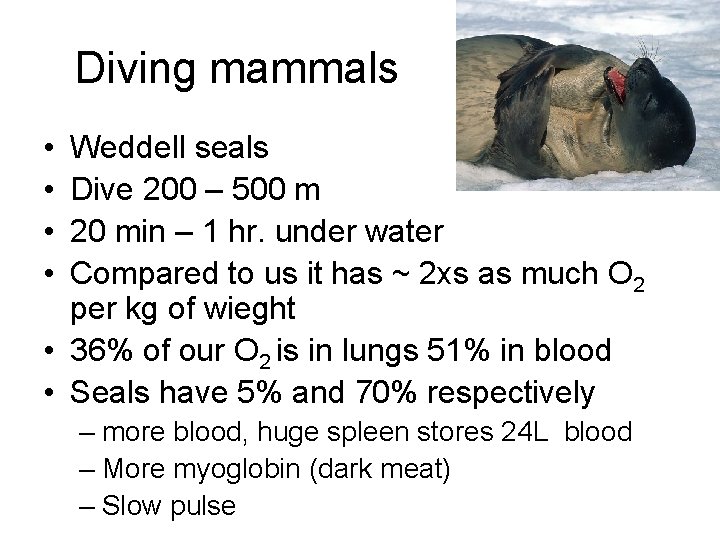 Diving mammals • • Weddell seals Dive 200 – 500 m 20 min –