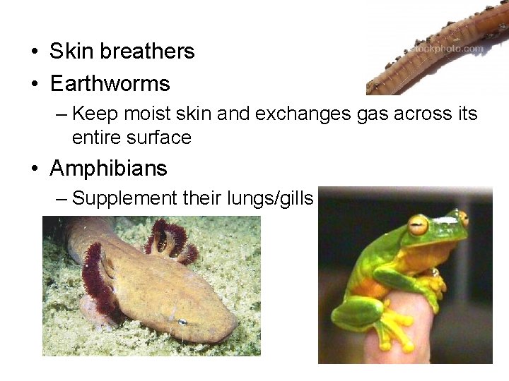  • Skin breathers • Earthworms – Keep moist skin and exchanges gas across