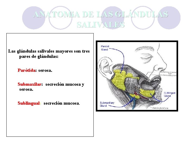 ANATOMíA DE LAS GLÁNDULAS SALIVALES Las glándulas salivales mayores son tres pares de glándulas: