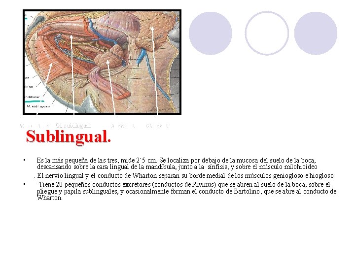 M. milohioideo Gl. sublingual Gl submandibular Sublingual • • GL. parótida Es la más