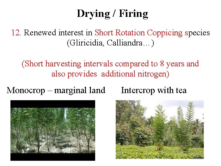 Drying / Firing 12. Renewed interest in Short Rotation Coppicing species (Gliricidia, Calliandra…) (Short Drying / Firing 12. Renewed interest in Short Rotation Coppicing species (Gliricidia, Calliandra…) (Short