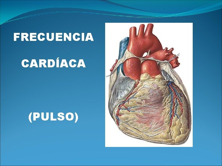 FRECUENCIA CARDÍACA (PULSO) 