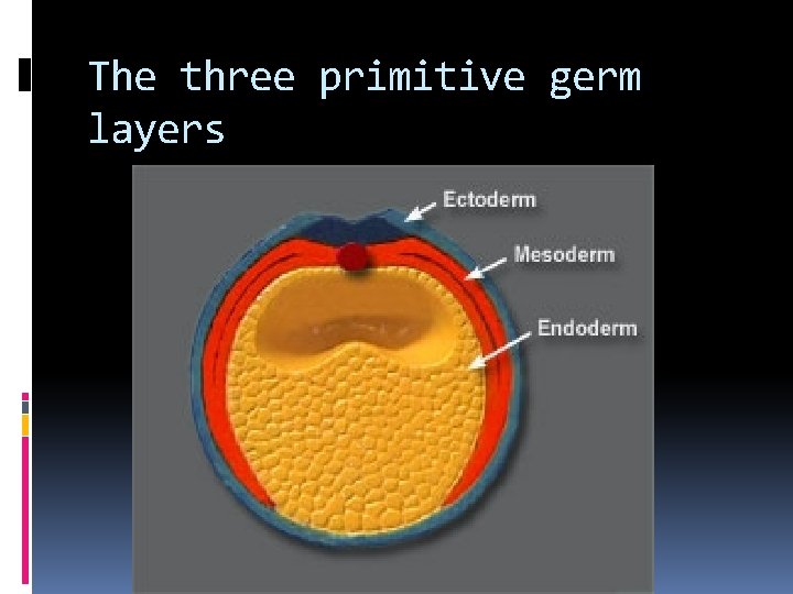 The three primitive germ layers 