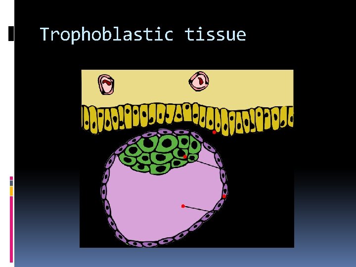 Trophoblastic tissue 