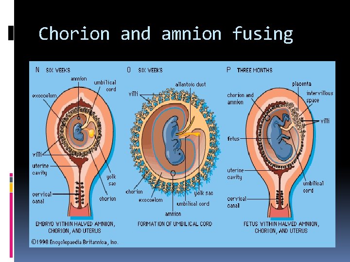 Chorion and amnion fusing 