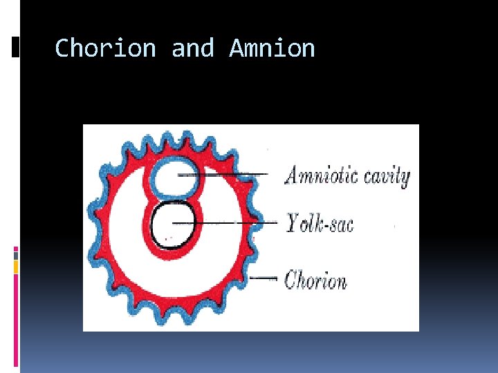Chorion and Amnion 