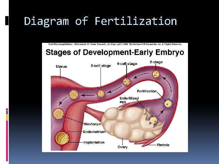 Diagram of Fertilization 