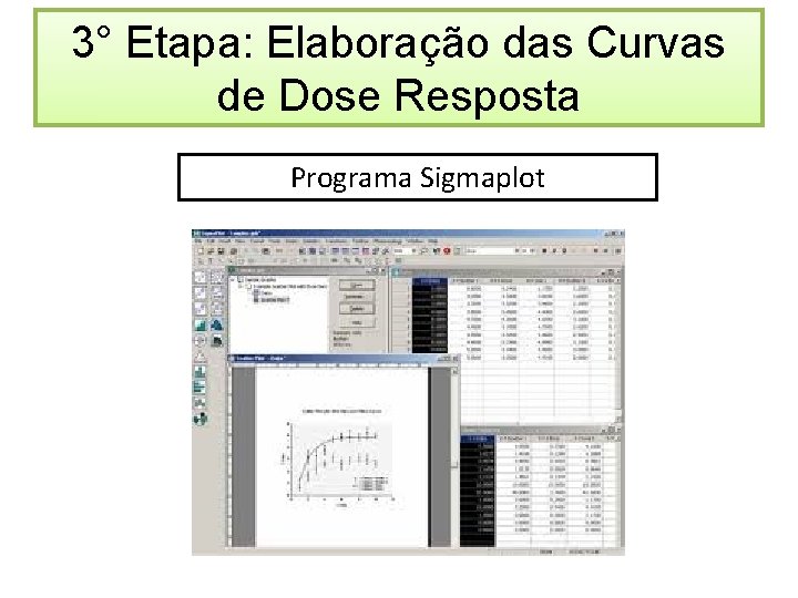 3° Etapa: Elaboração das Curvas de Dose Resposta Programa Sigmaplot 