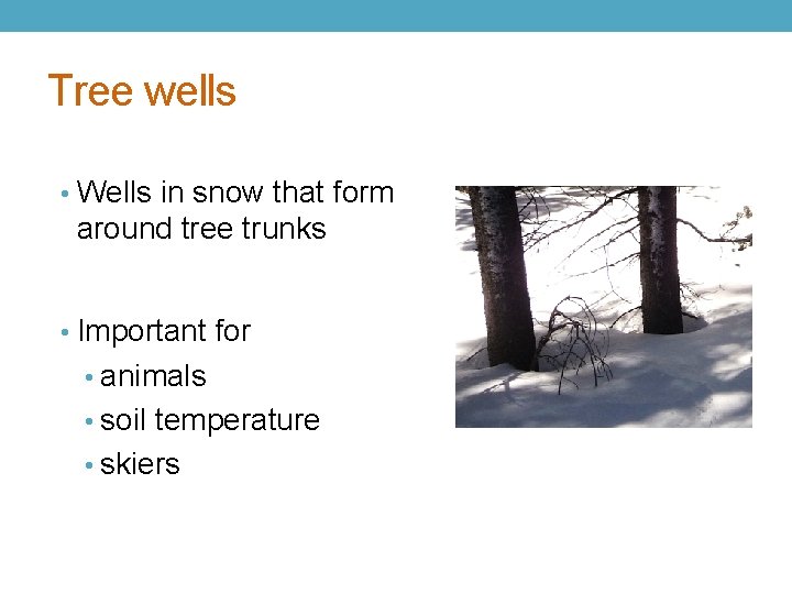 Tree wells • Wells in snow that form around tree trunks • Important for