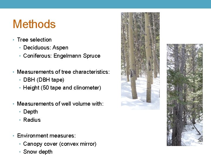 Methods • Tree selection • Deciduous: Aspen • Coniferous: Engelmann Spruce • Measurements of