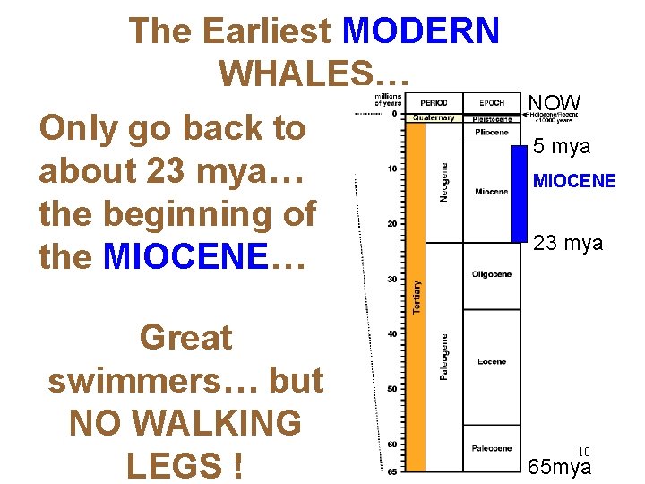 The Earliest MODERN WHALES… Only go back to about 23 mya… the beginning of
