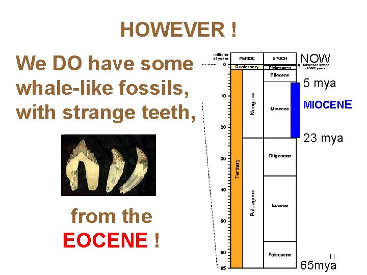 HOWEVER ! We DO have some whale-like fossils, with strange teeth, NOW 5 mya