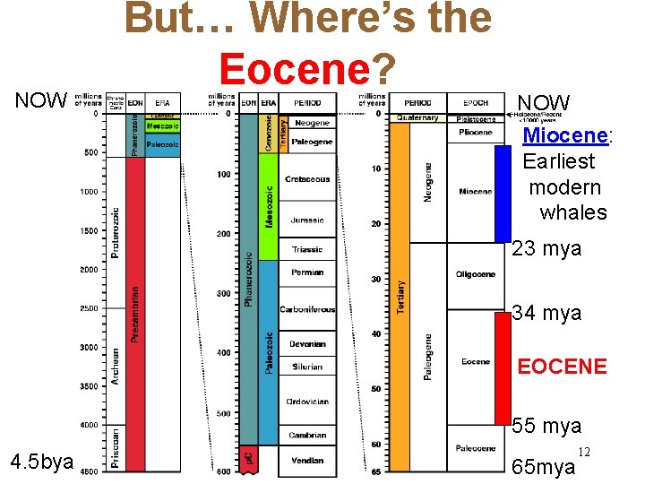 NOW But… Where’s the Eocene? NOW Miocene: Earliest modern whales 23 mya 34 mya