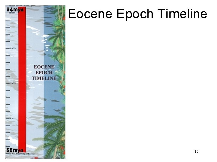 Eocene Epoch Timeline 16 