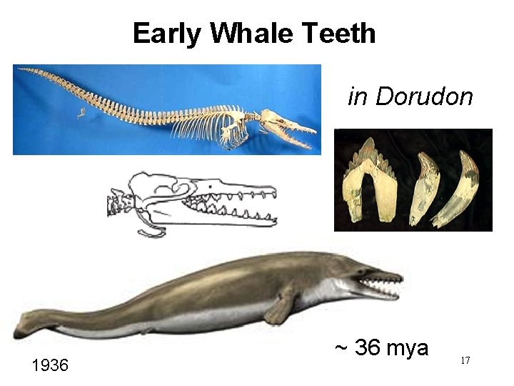 Early Whale Teeth in Dorudon 1936 ~ 36 mya 17 