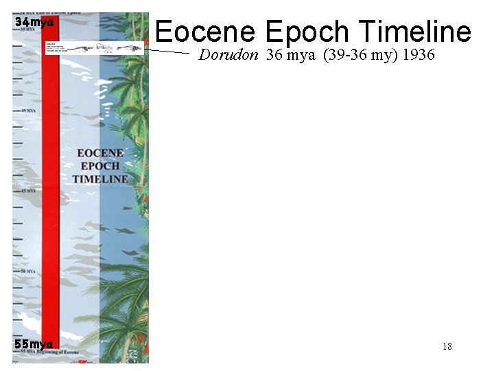 Eocene Epoch Timeline Dorudon 36 mya (39 -36 my) 1936 18 