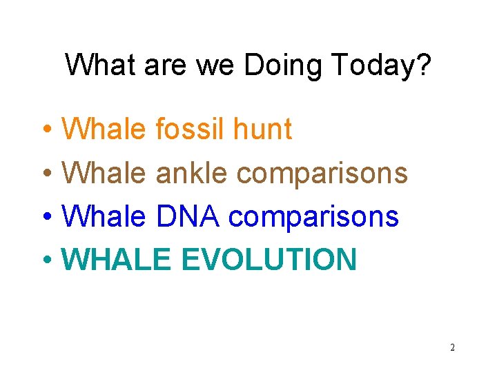 What are we Doing Today? • Whale fossil hunt • Whale ankle comparisons •