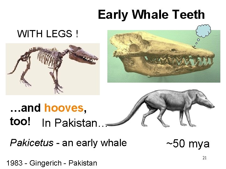 Early Whale Teeth WITH LEGS ! …and hooves, too! In Pakistan… Pakicetus - an