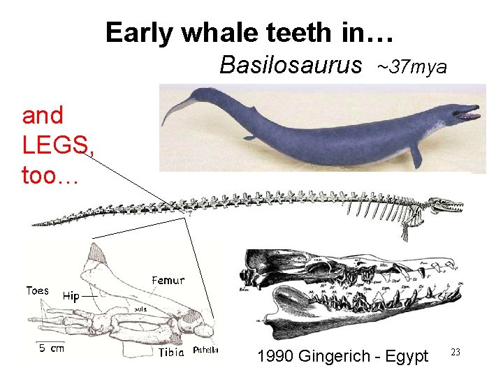 Early whale teeth in… Basilosaurus ~37 mya and LEGS, too… 1990 Gingerich - Egypt