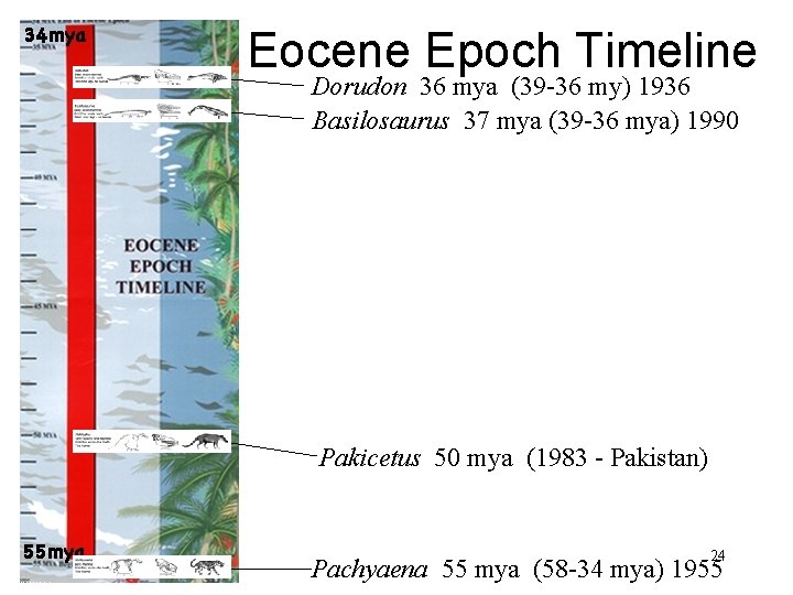 Eocene Epoch Timeline Dorudon 36 mya (39 -36 my) 1936 Basilosaurus 37 mya (39