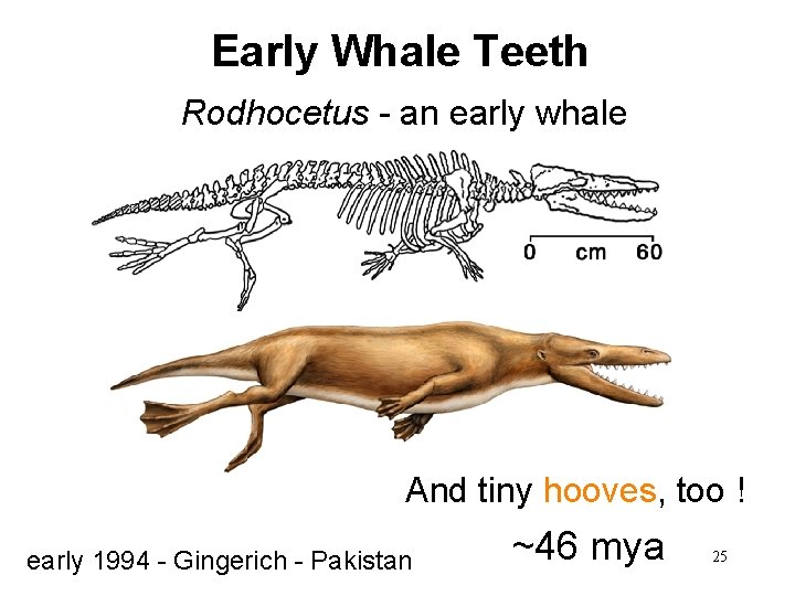 Early Whale Teeth Rodhocetus - an early whale And tiny hooves, too ! early