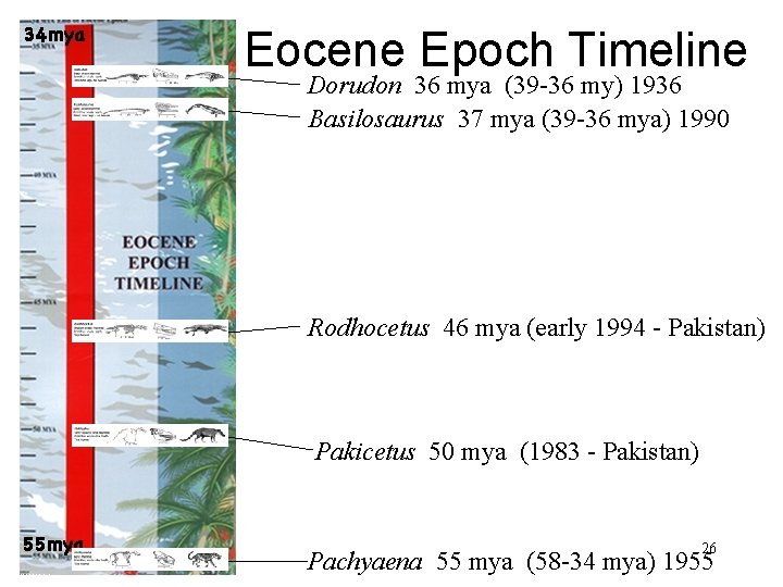 Eocene Epoch Timeline Dorudon 36 mya (39 -36 my) 1936 Basilosaurus 37 mya (39