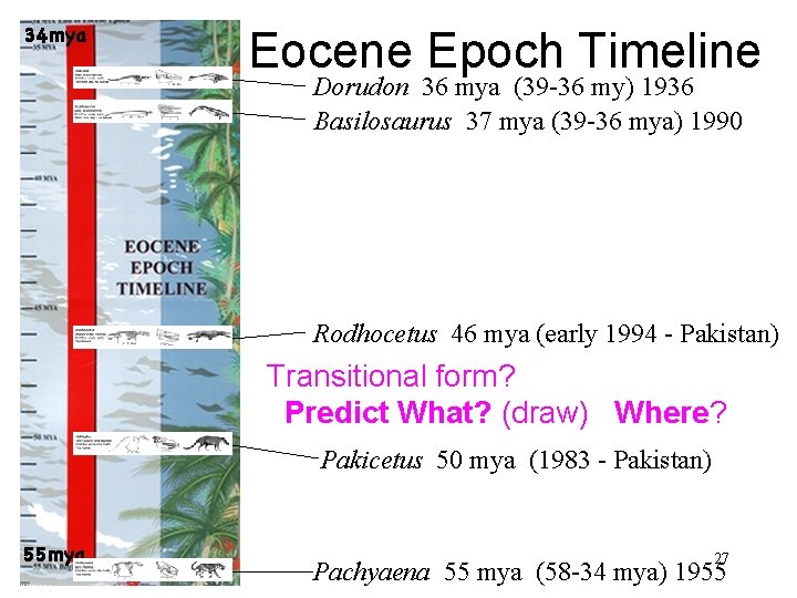 Eocene Epoch Timeline Dorudon 36 mya (39 -36 my) 1936 Basilosaurus 37 mya (39