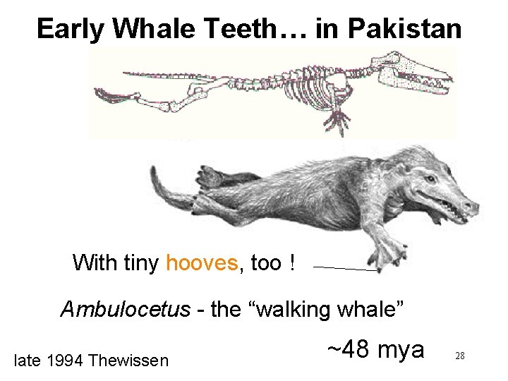 Early Whale Teeth… in Pakistan With tiny hooves, too ! Ambulocetus - the “walking