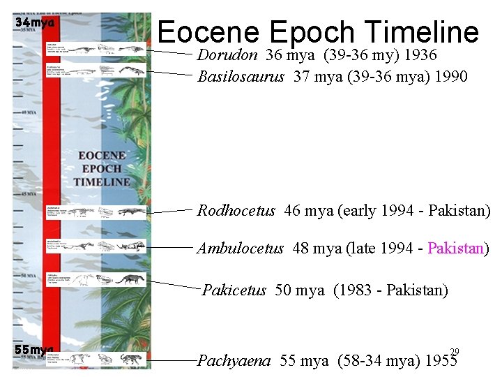 Eocene Epoch Timeline Dorudon 36 mya (39 -36 my) 1936 Basilosaurus 37 mya (39