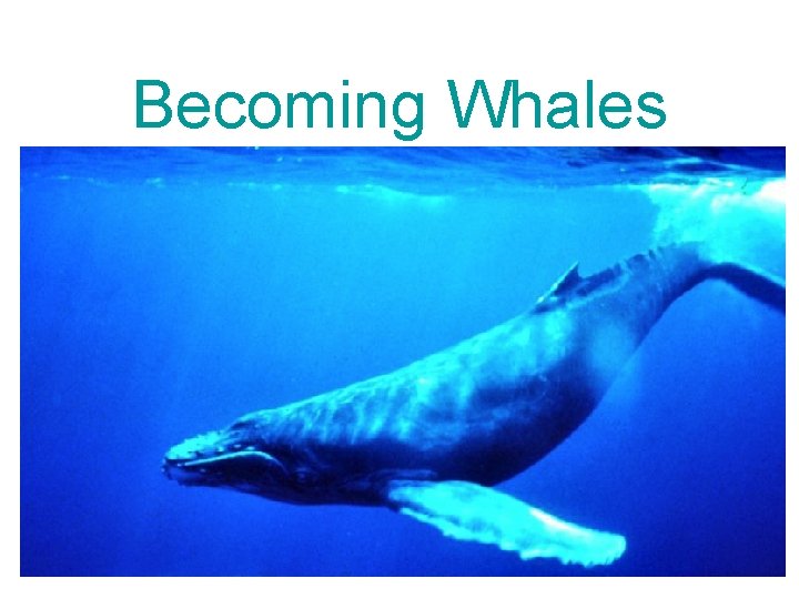 Becoming Whales 3 