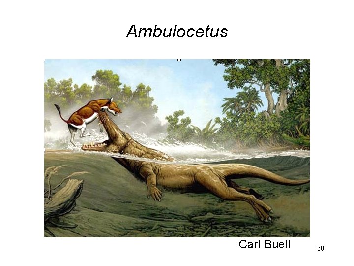 Ambulocetus Carl Buell 30 