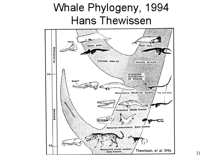 Whale Phylogeny, 1994 Hans Thewissen 31 