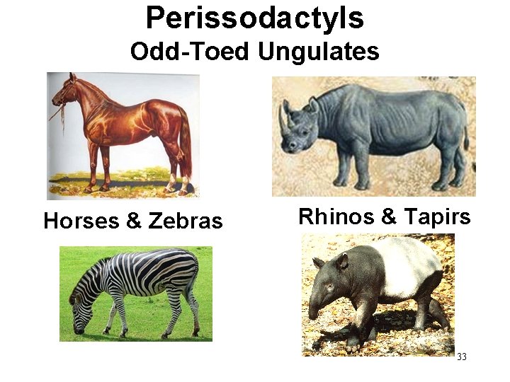Perissodactyls Odd-Toed Ungulates Horses & Zebras Rhinos & Tapirs 33 