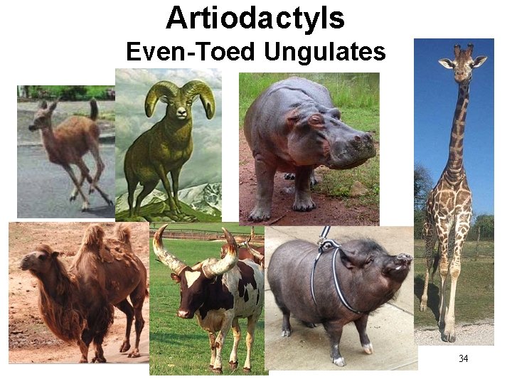 Artiodactyls Even-Toed Ungulates 34 