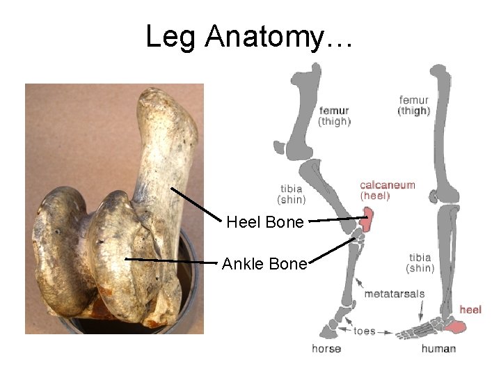 Leg Anatomy… Heel Bone Ankle Bone 35 