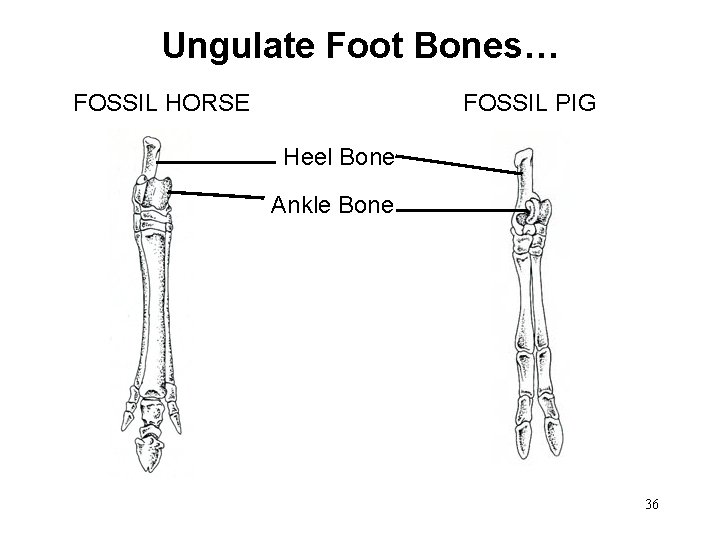 Ungulate Foot Bones… FOSSIL HORSE FOSSIL PIG Heel Bone Ankle Bone 36 