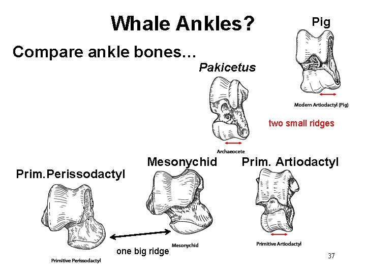 Whale Ankles? Compare ankle bones… Pig Pakicetus two small ridges Prim. Perissodactyl Mesonychid one