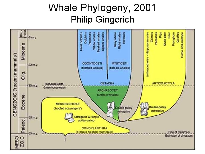 Whale Phylogeny, 2001 Philip Gingerich 38 