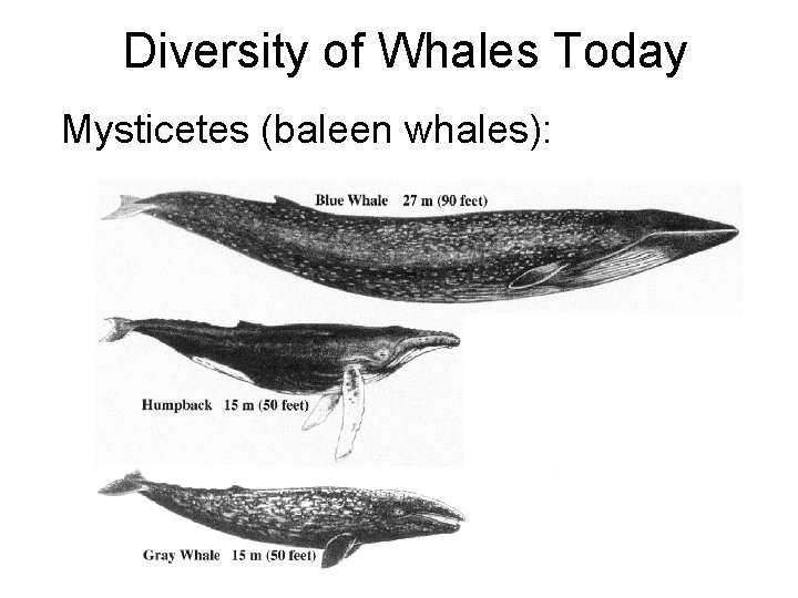 Diversity of Whales Today Mysticetes (baleen whales): 4 