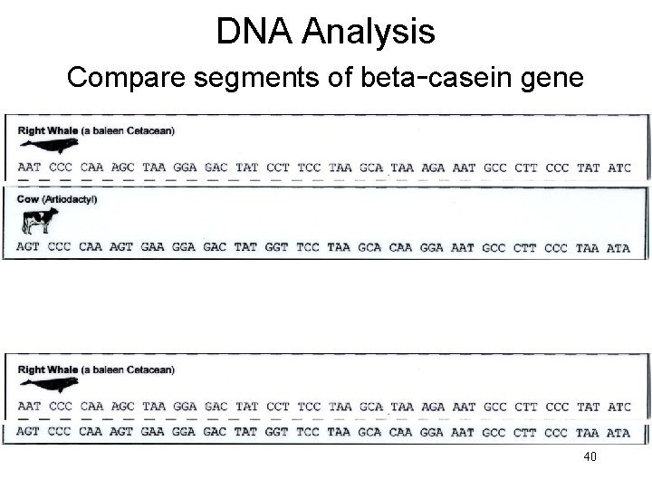 DNA Analysis Compare segments of beta-casein gene 40 