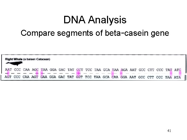 DNA Analysis Compare segments of beta-casein gene 41 