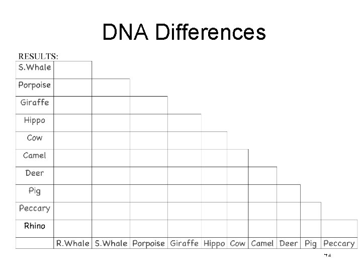 DNA Differences 42 